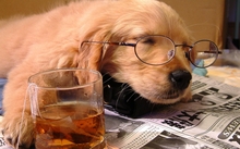 animals tea photography dogs glasses whiskey puppies sleeping drunk drinks newspapers scotch 1920 Wallpaper